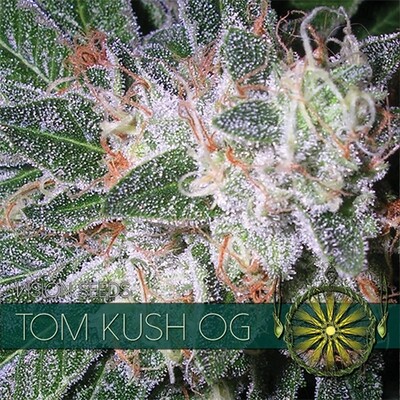 Vision Seeds - Tom Kush OG (fem.) 06745