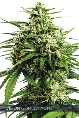 Vision Seeds - Vision Gorilla Auto (auto/fem.) 06750