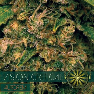 Vision Seeds - Vision Critical Auto (auto/fem.) 06748