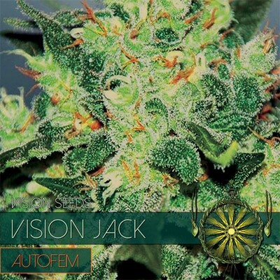 Vision Seeds - Vision Jack Auto (auto/fem.) 06751