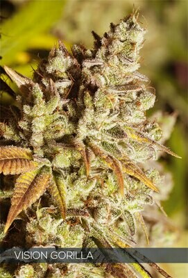 Vision Seeds - Vision Gorilla (fem.) 06753