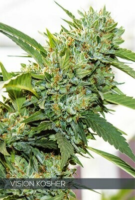 Vision Seeds - Vision Kosher (fem.) 06754