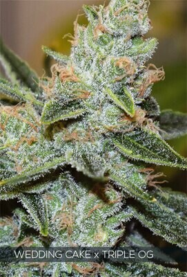 Vision Seeds - Wedding Cake x Triple OG (fem.) 06755