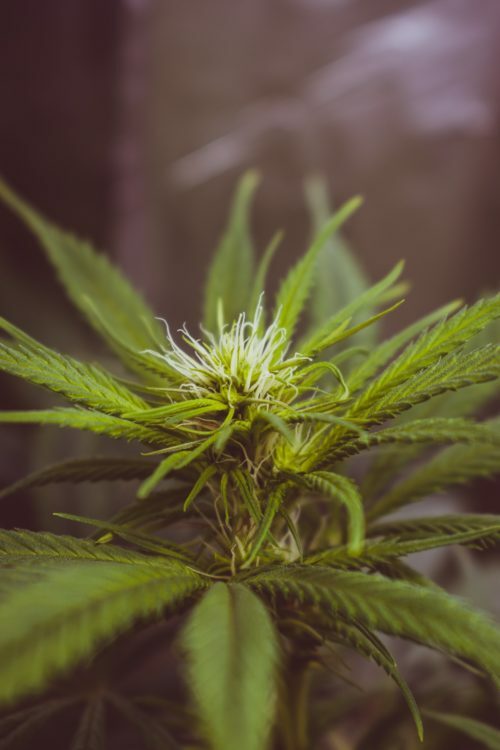 Mega Buds - Beast Mode Auto (auto/fem.)