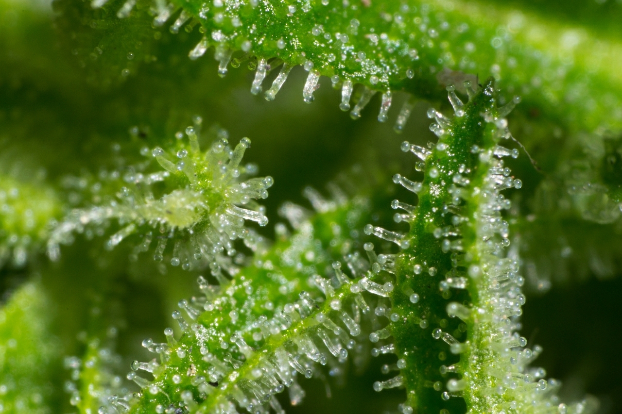 Mega Buds - Big Bruce (fem.)