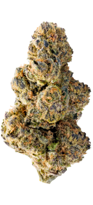 Mega Buds - Colossal Purps (fem.) 06800