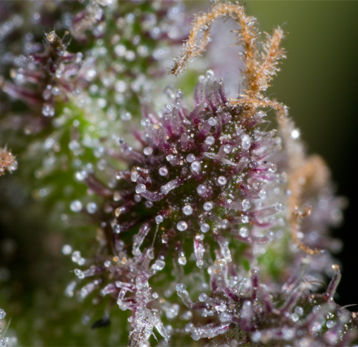 Mega Buds - Colossal Purps (fem.)