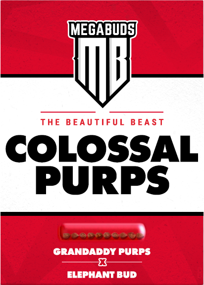 Mega Buds - Colossal Purps (fem.)