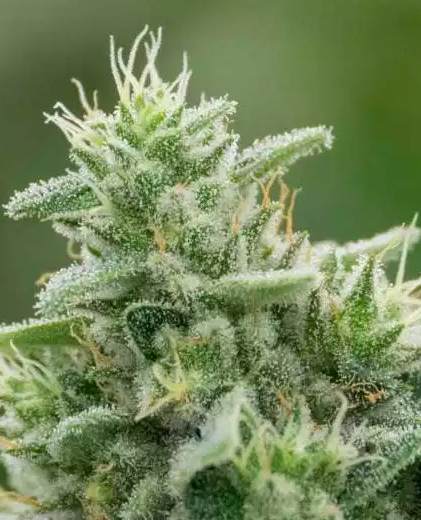 Mega Buds - Colossal Purps (fem.)