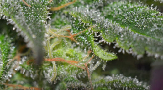 Mega Buds - Fast Master (fem.)