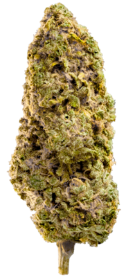 Mega Buds - Fast Master (fem.) 06801