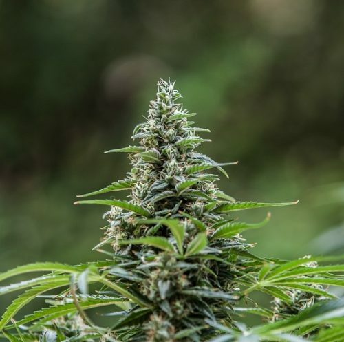 Mega Buds - Fast Master (fem.)