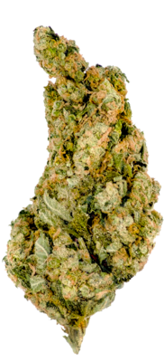 Mega Buds - Giant Skittlez (fem.) 06802