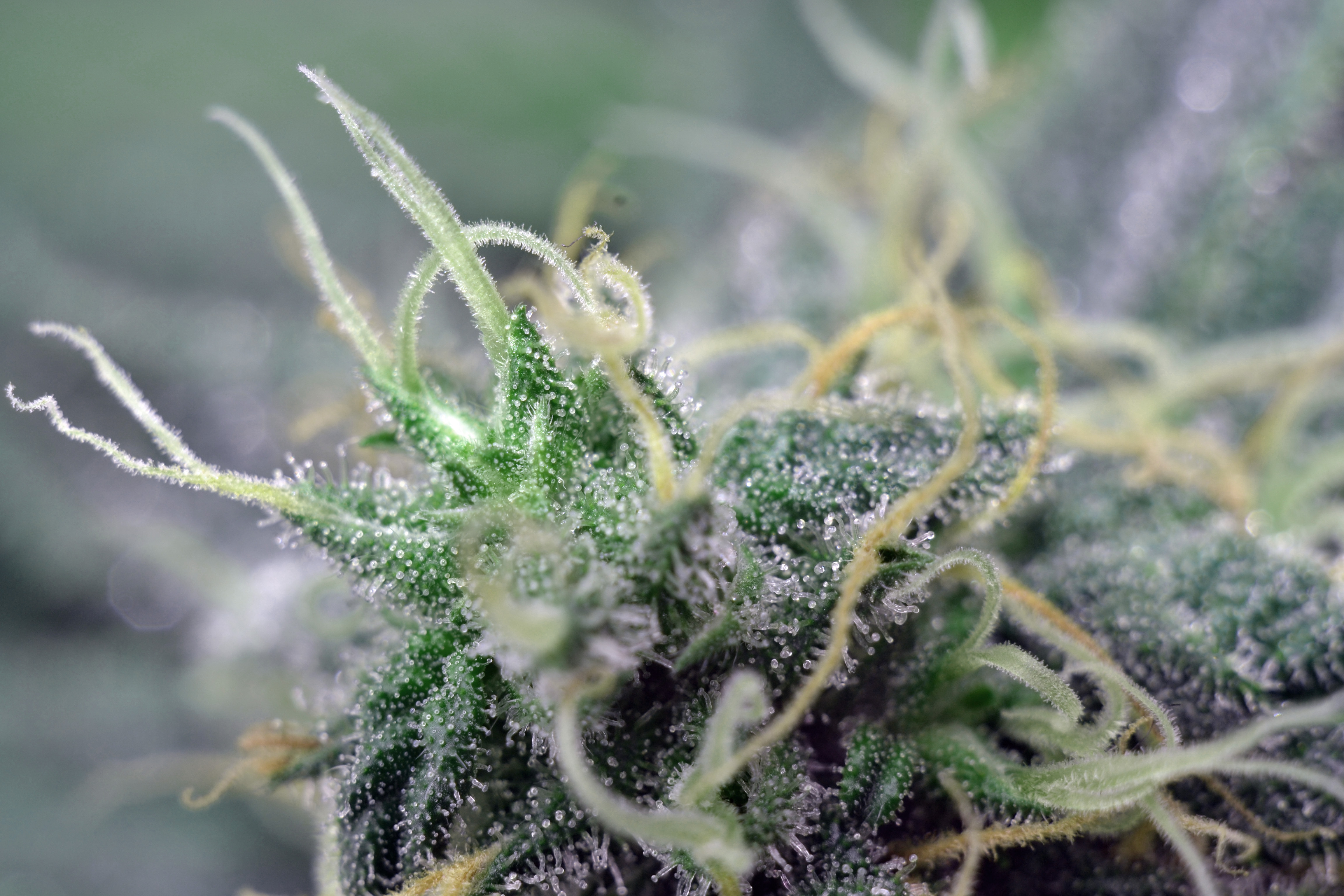 Mega Buds - Giant Skittlez (fem.)