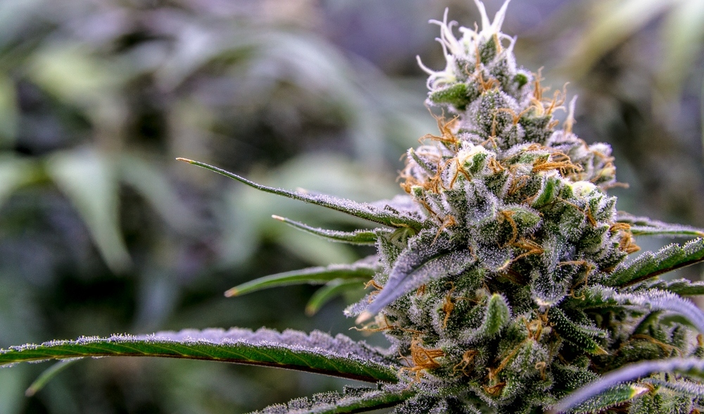 Mega Buds - Giant Skittlez (fem.)