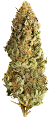 Mega Buds - Mega CBD (fem.) 06803