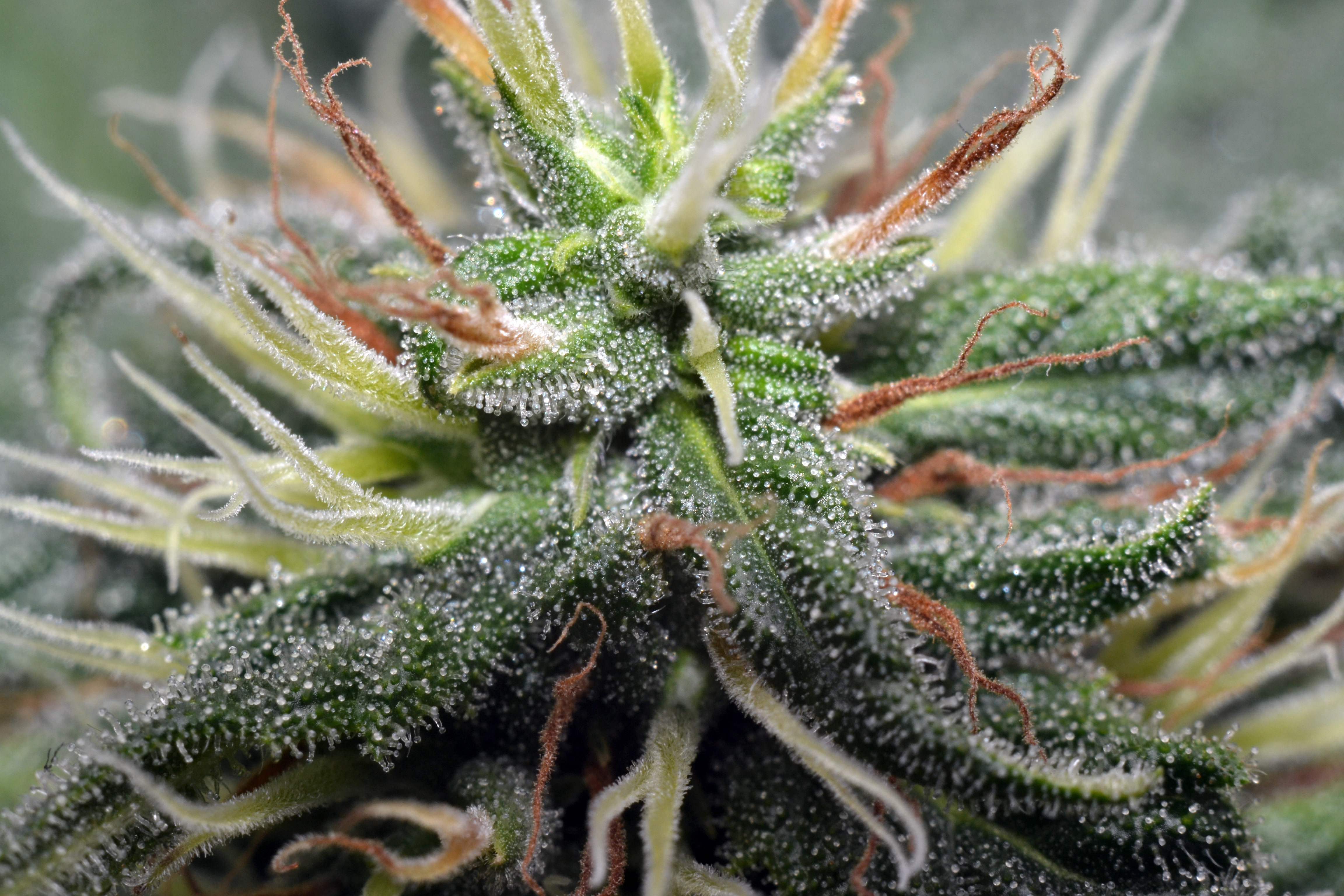 Mega Buds - Mega CBD (fem.)