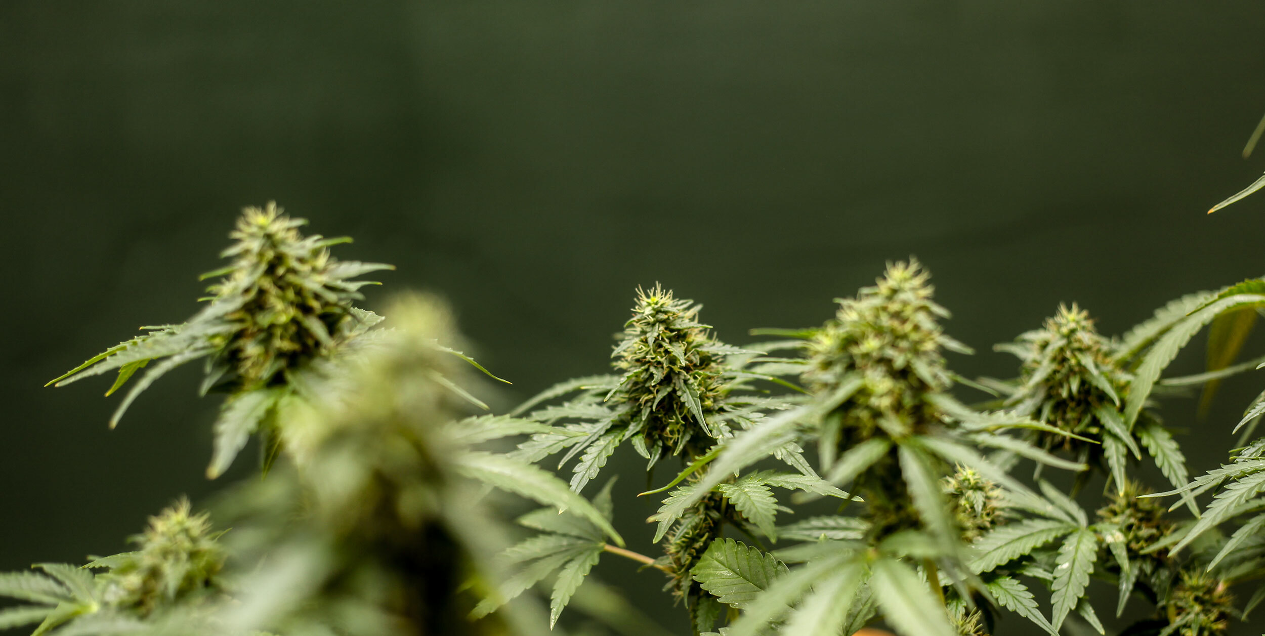 Mega Buds - Mega CBD (fem.)