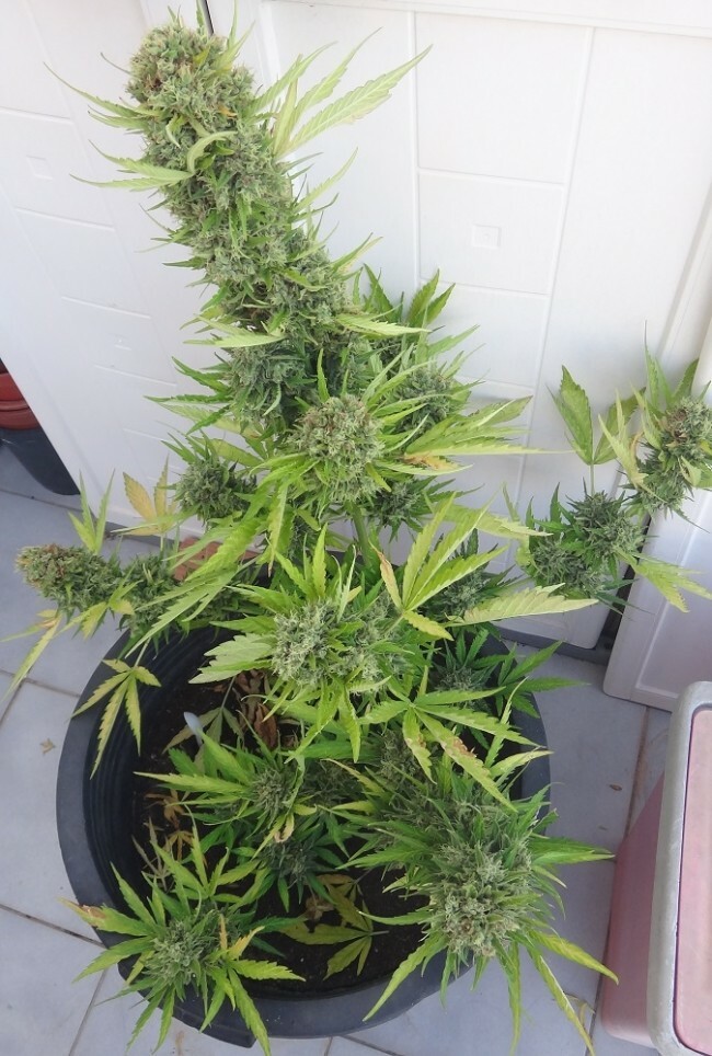 Ace Seeds - Auto Zamaldelica (auto/fem.)
