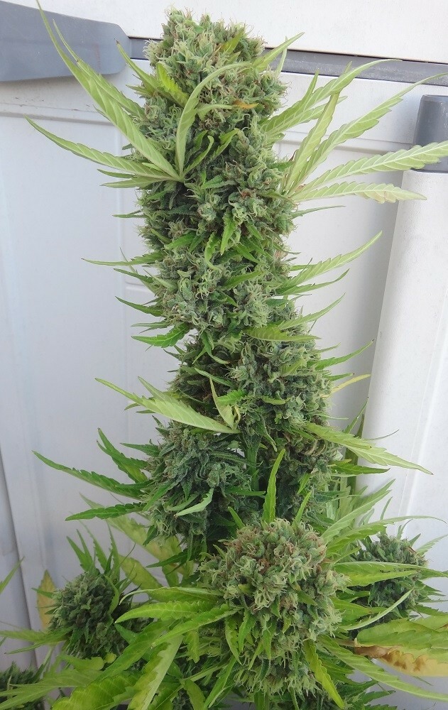 Ace Seeds - Auto Zamaldelica (auto/fem.)