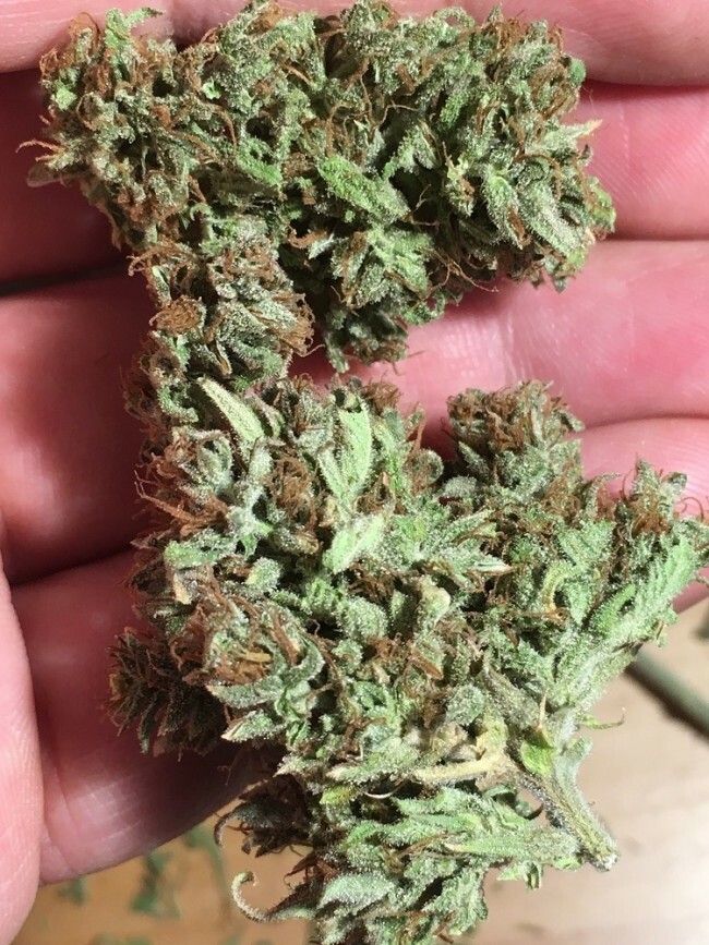 Ace Seeds - Auto Zamaldelica (auto/fem.)