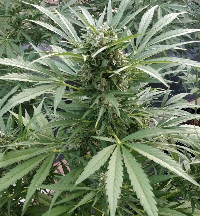 Ace Seeds - Auto Zamaldelica (auto/fem.)