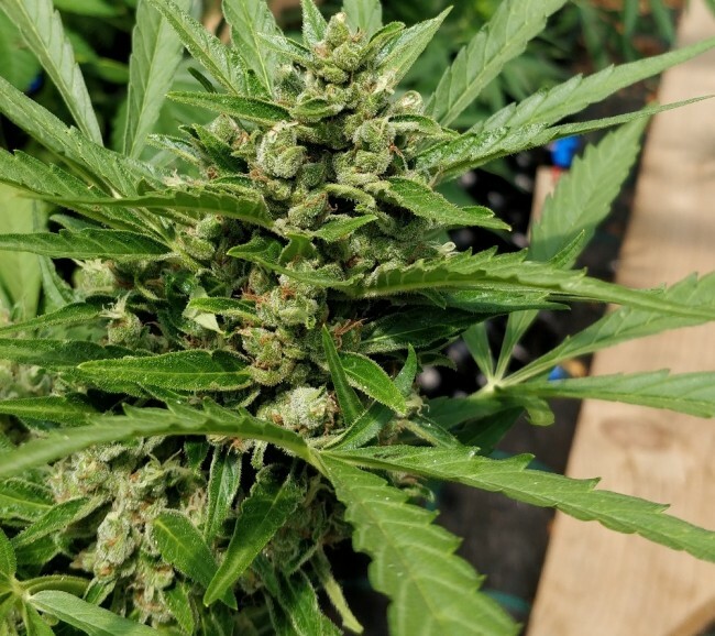 Ace Seeds - Auto Zamaldelica (auto/fem.)