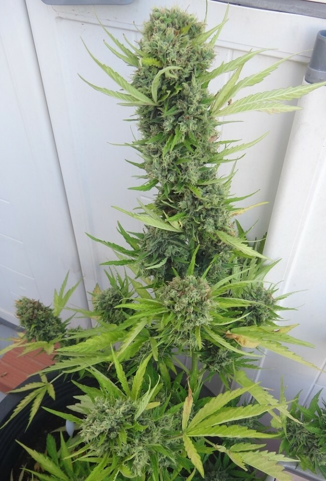 Ace Seeds - Auto Zamaldelica (auto/fem.)