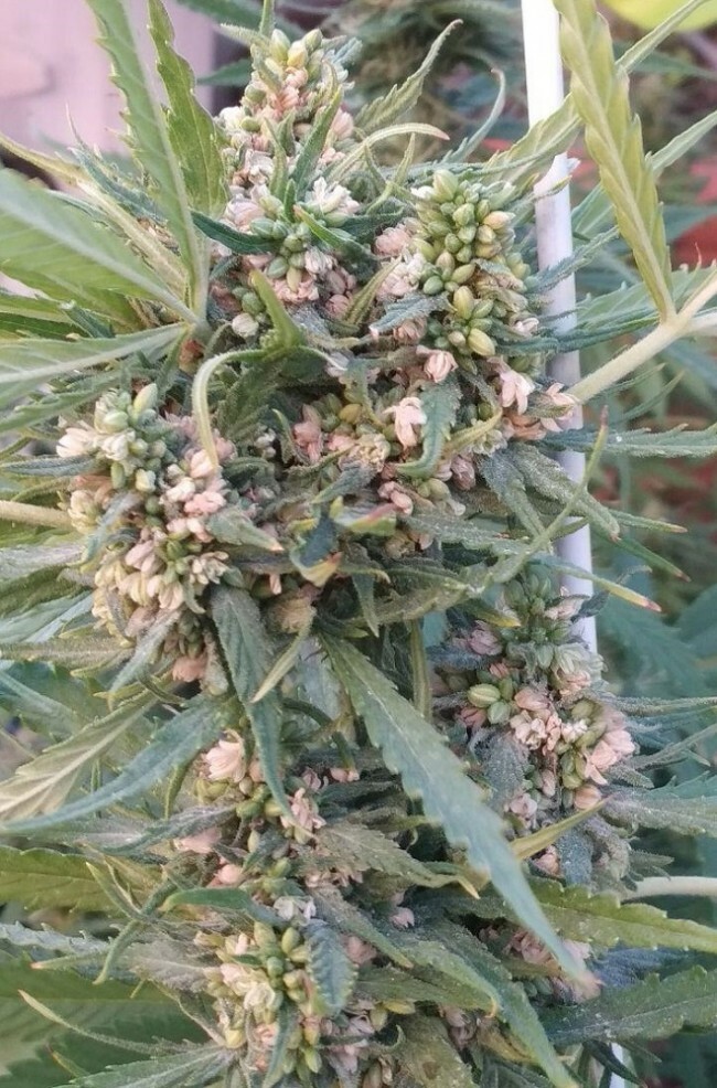 Ace Seeds - Auto Zamaldelica (auto/fem.)