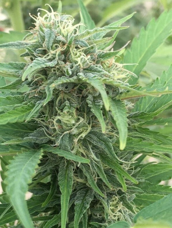 Ace Seeds - Auto Zamaldelica (auto/fem.)