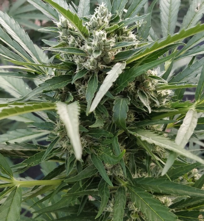 Ace Seeds - Auto Zamaldelica (auto/fem.)