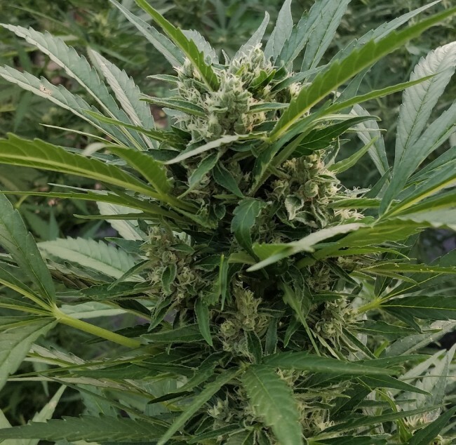 Ace Seeds - Auto Zamaldelica (auto/fem.)