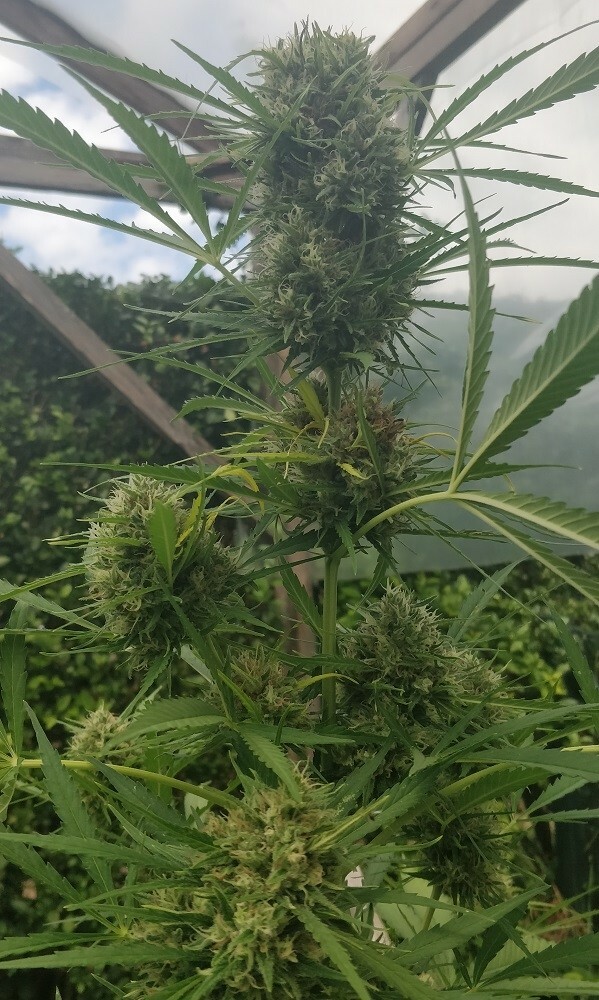 Ace Seeds - Auto Zamaldelica (auto/fem.)