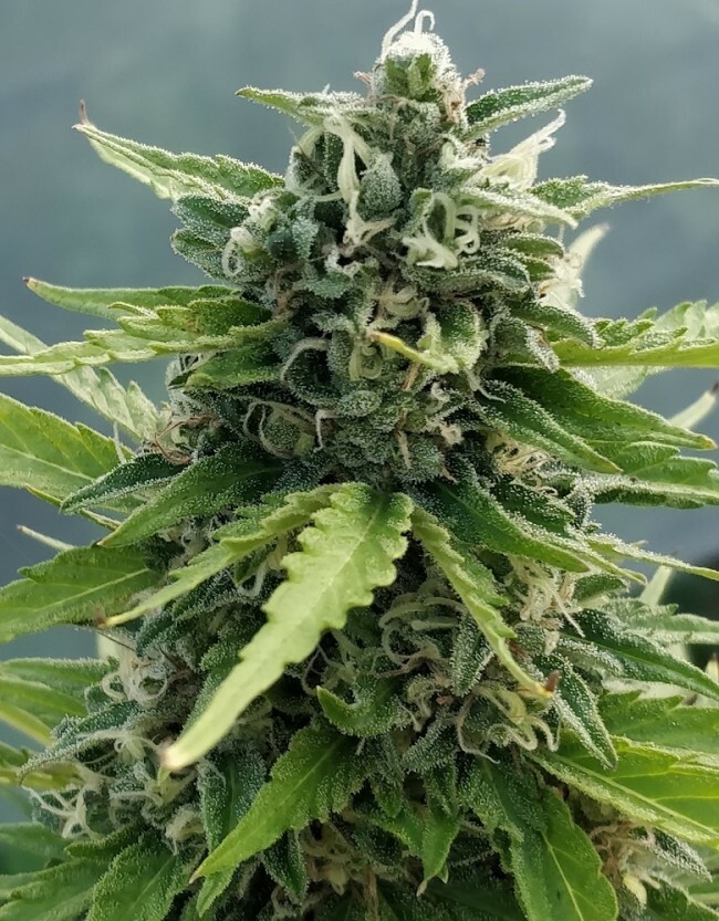 Ace Seeds - Auto Zamaldelica (auto/fem.)