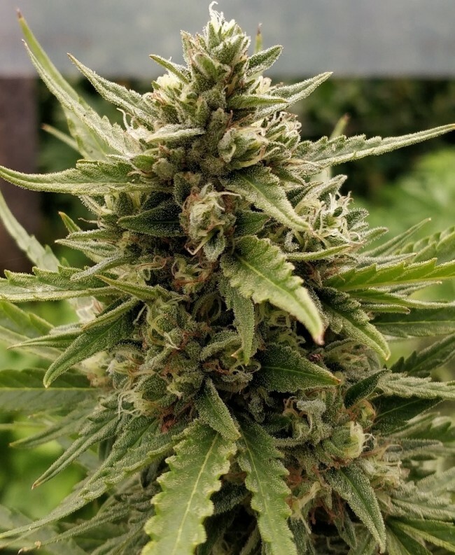 Ace Seeds - Auto Zamaldelica (auto/fem.)