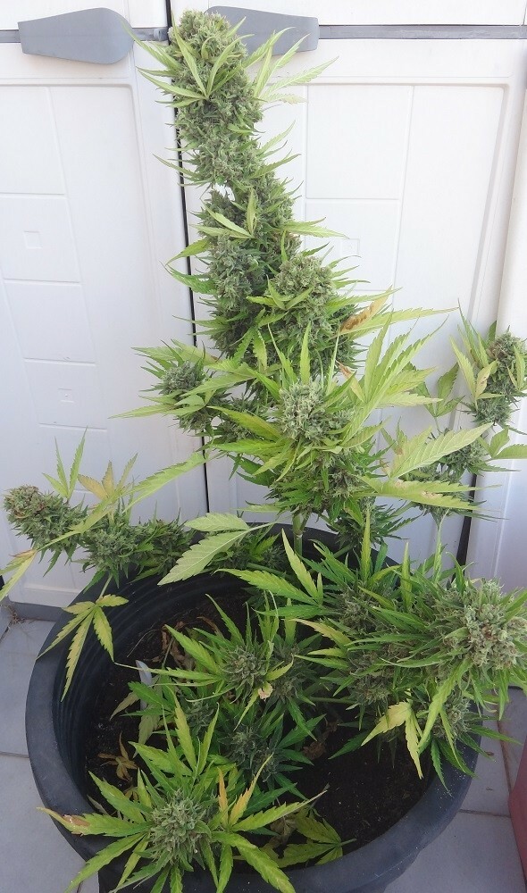 Ace Seeds - Auto Zamaldelica (auto/fem.)