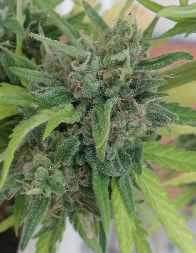 Ace Seeds - Auto Zamaldelica (auto/fem.)