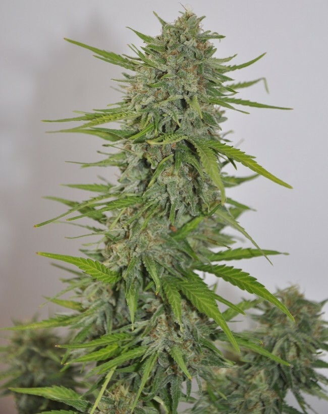 Ace Seeds - Auto Zamaldelica (auto/fem.)
