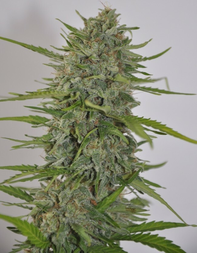 Ace Seeds - Auto Zamaldelica (auto/fem.)