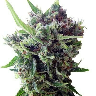 Ace Seeds - Auto Zamaldelica (auto/fem.) 06804