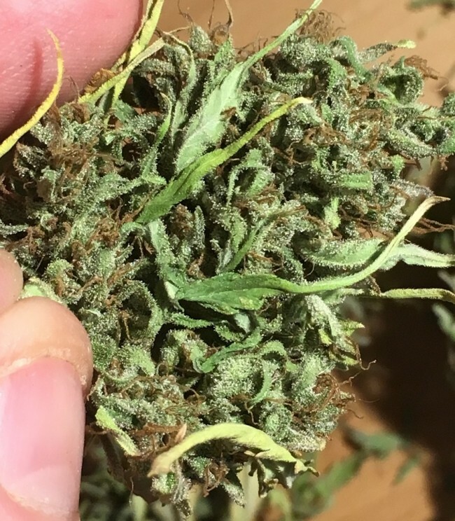 Ace Seeds - Auto Zamaldelica (auto/fem.)