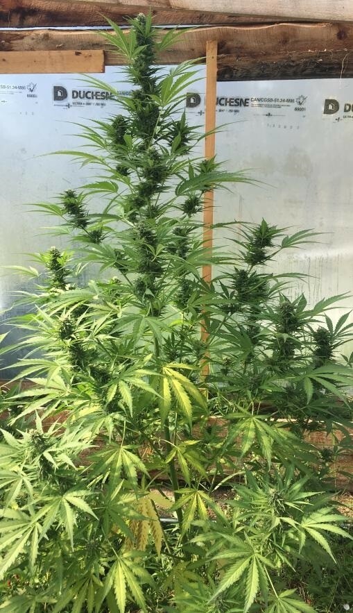 Ace Seeds - Auto Zamaldelica (auto/fem.)