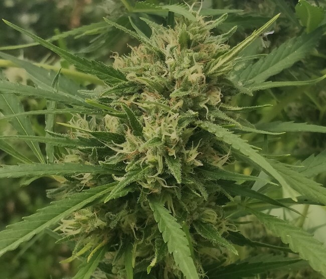 Ace Seeds - Auto Zamaldelica (auto/fem.)