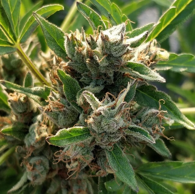 Ace Seeds - Auto Zamaldelica (auto/fem.)