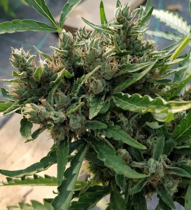 Ace Seeds - Auto Zamaldelica (auto/fem.)