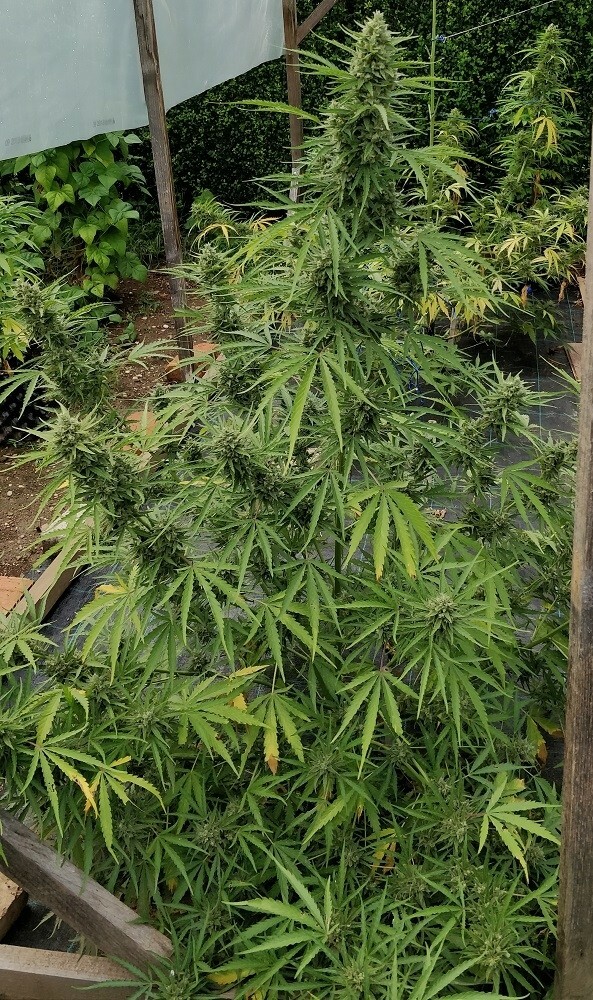 Ace Seeds - Auto Zamaldelica (auto/fem.)