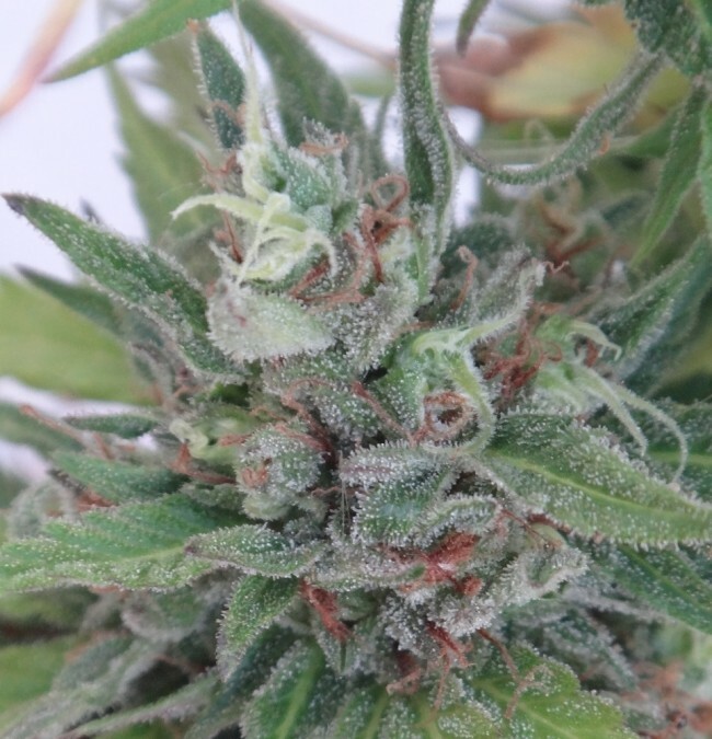 Ace Seeds - Auto Zamaldelica (auto/fem.)