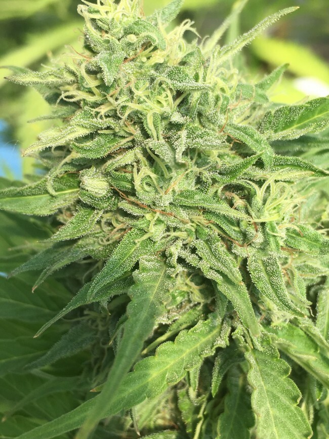 Ace Seeds - Auto Zamaldelica (auto/fem.)
