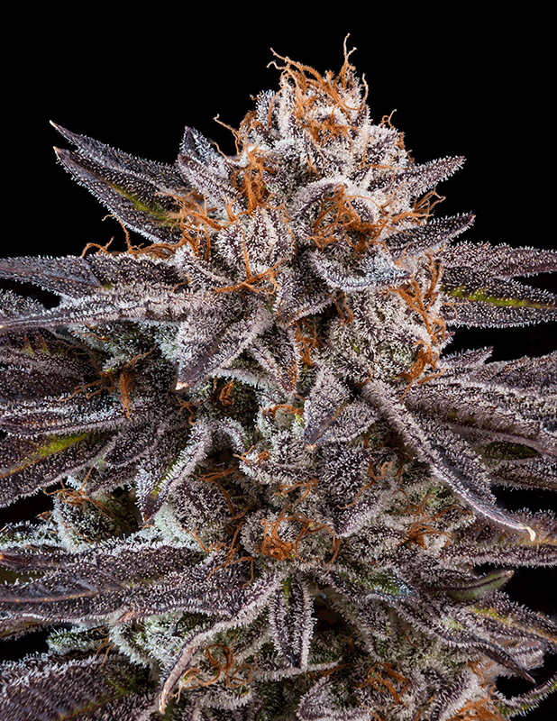 Ripper Seeds - Kmintz (fem.)