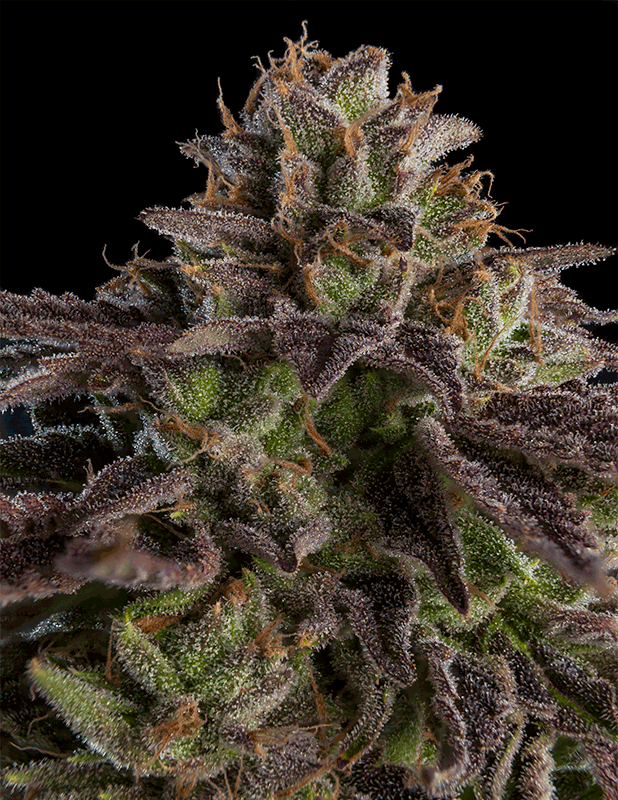 Ripper Seeds - OMG (fem.)